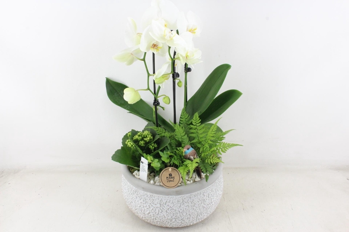 <h4>arr2 PL - Ker. barok grijs phal cascade wit</h4>