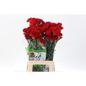 DI ST RED GRANSOLE