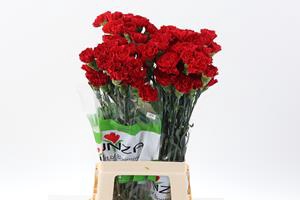DI ST RED GRANSOLE