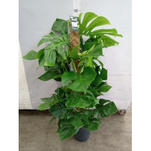 Monstera pertusum