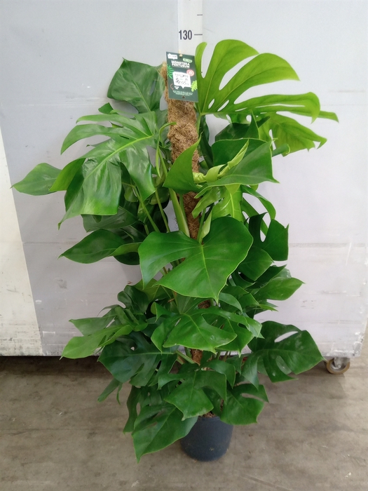 <h4>Monstera pertusum</h4>