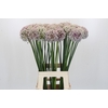Allium Kenton