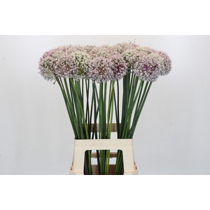 Allium Kenton