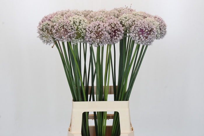 <h4>Allium Kenton</h4>