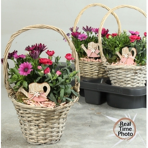 ARR TUINPLANTEN
