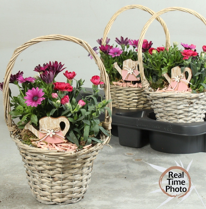 <h4>ARR TUINPLANTEN</h4>