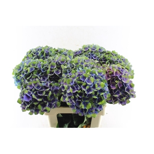 Hydr M Mag Charlotte Blue