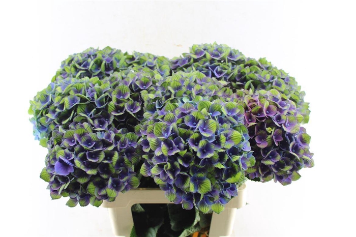 <h4>Hydr M Mag Charlotte Blue</h4>