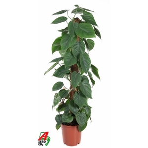 Phil Scandens Kratiste