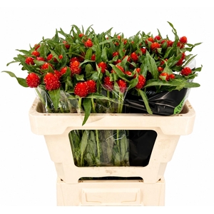 Gomphrena Strawberry Fields