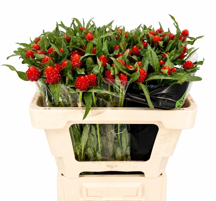 <h4>Gomphrena Strawberry Fields</h4>