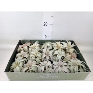 Tillandsia xerographica