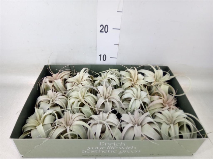 <h4>Tillandsia xerographica</h4>