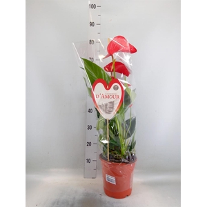 Anthurium andr. 'Red Bull'