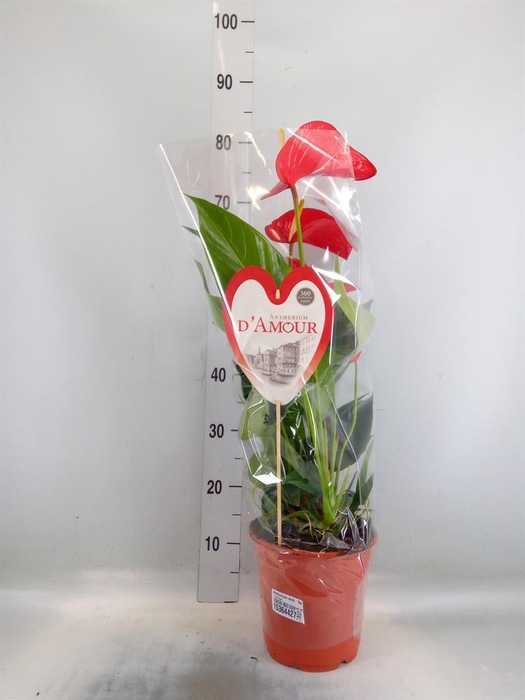 <h4>Anthurium andr. 'Red Bull'</h4>