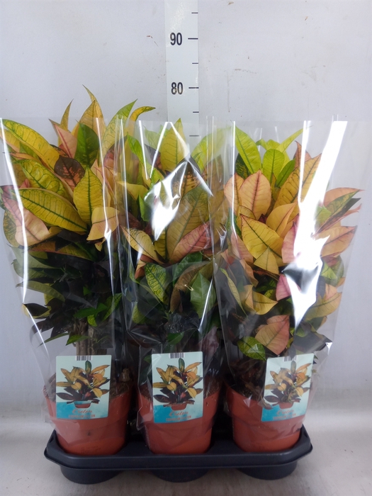 <h4>Monstera delic.</h4>