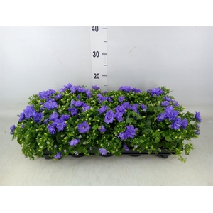 Campanula  'Blue Like Mee'