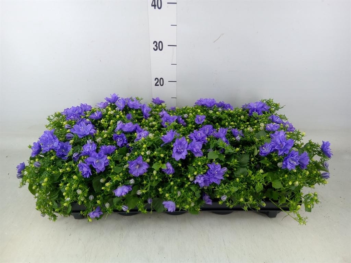 <h4>Campanula  'Blue Like Mee'</h4>