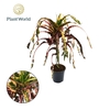 Croton Dreadlock