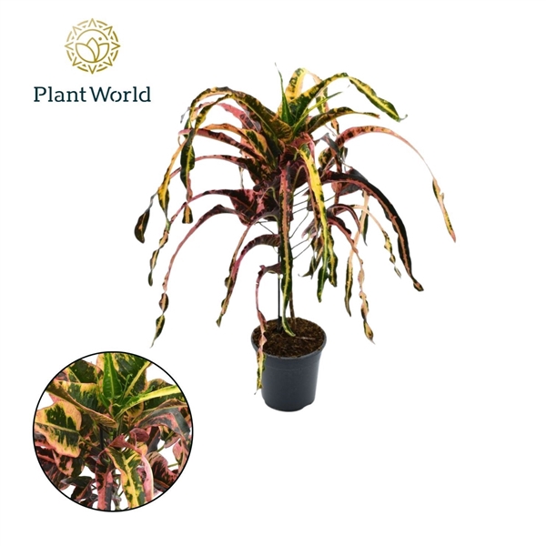 <h4>Croton Dreadlock</h4>