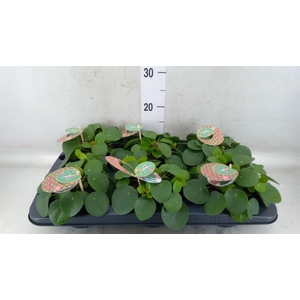 Pilea peperomioides