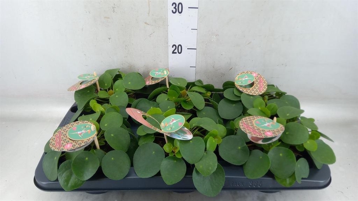 <h4>Pilea peperomioides</h4>