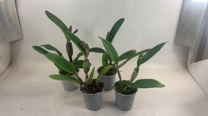 CATTLEYA