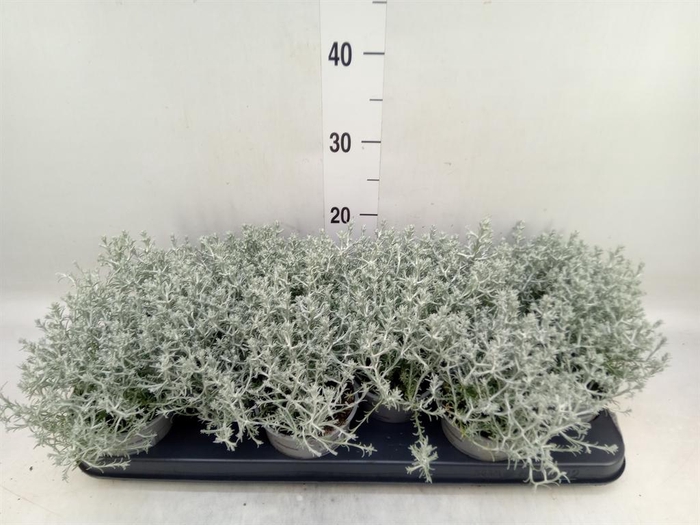 <h4>Leucophyta brownii</h4>