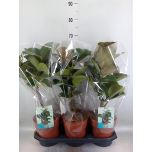 Ficus elastica 'Cloe'