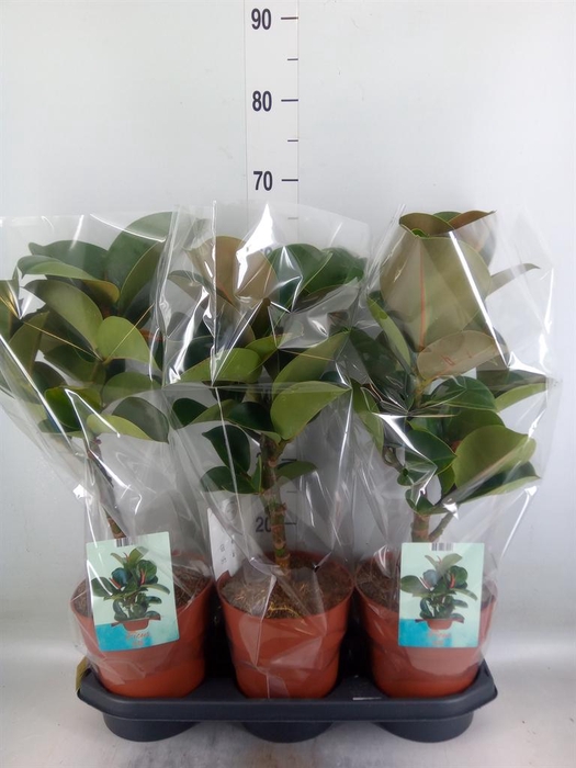 <h4>Ficus elastica 'Cloe'</h4>