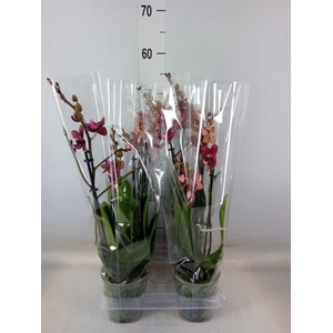 Phalaenopsis multi. 'Reyoung Miley'