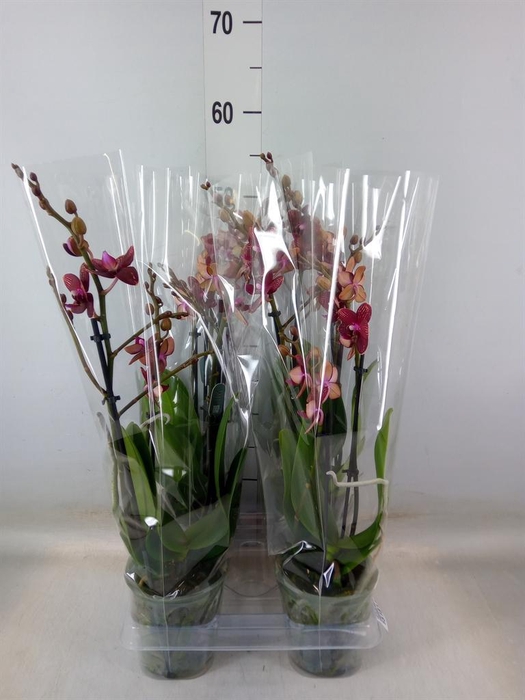 <h4>Phalaenopsis multi. 'Reyoung Miley'</h4>