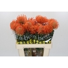 Nutans Ayoba Mandarin Zest