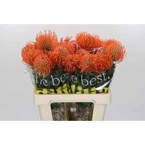 Nutans Ayoba Mandarin Zest
