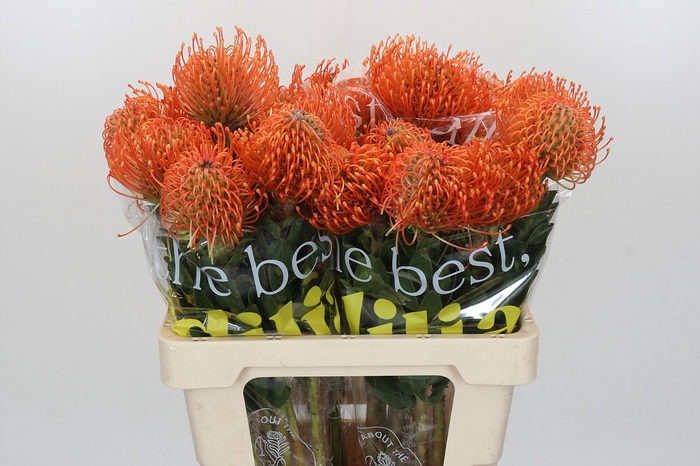 Nutans Ayoba Mandarin Zest