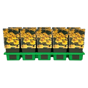 Helenium