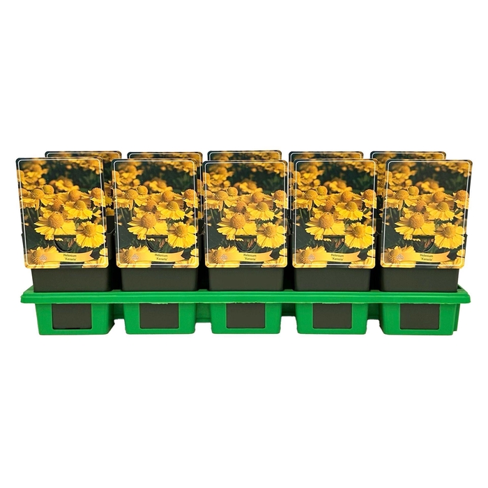 <h4>Helenium</h4>