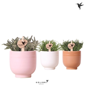 Kolibri Greens Rhipsalis mix in Glazed pot mix