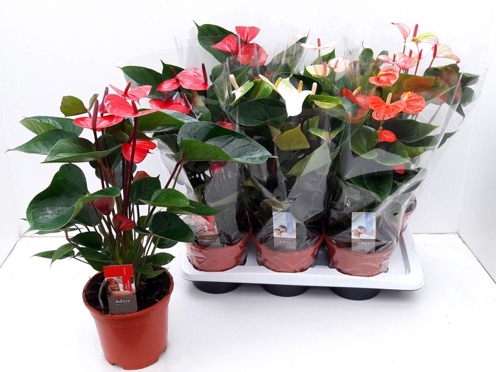 <h4>ANTHU AN GEM 5 KL</h4>