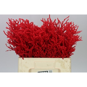 Vac Huck Flocked Red