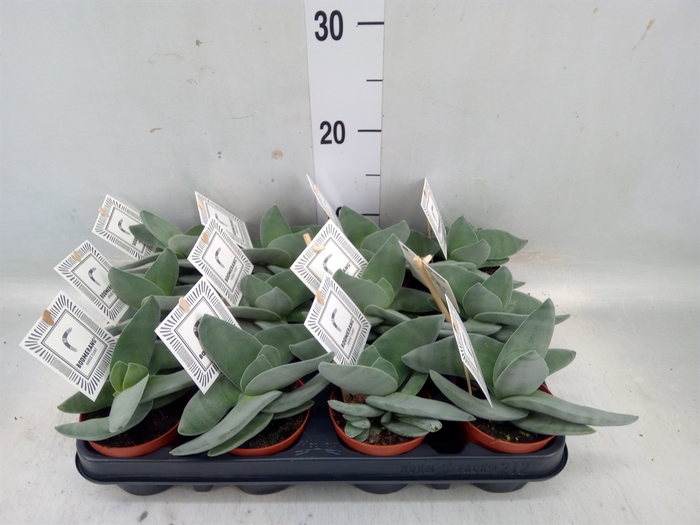 <h4>Crassula  'Boomerang'</h4>