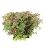 HOLLY FERN