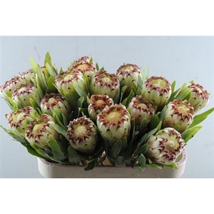 Protea Mag Niobe