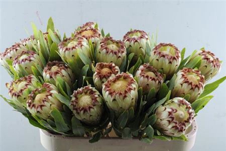 <h4>Protea Mag Niobe</h4>