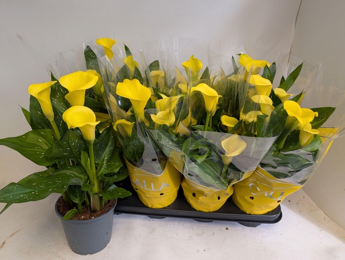 <h4>ZANT SUNCLUB</h4>