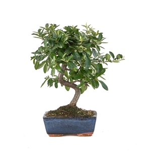 BONSAI GEM