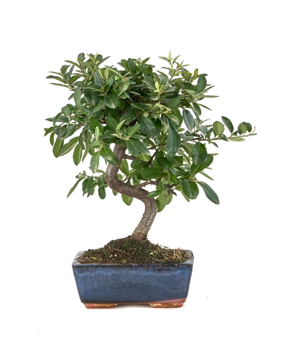 <h4>BONSAI GEM</h4>