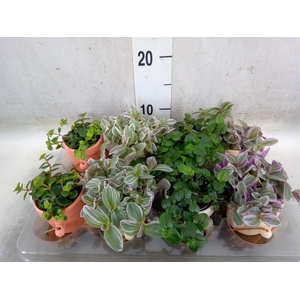 Arr.   Kamerplant Groen L%