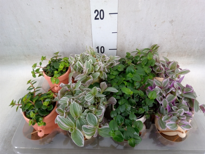 <h4>Arr.   Kamerplant Groen L%</h4>