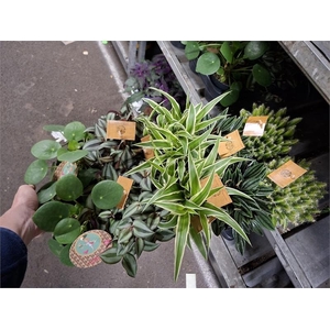 Kamerplanten gemengd